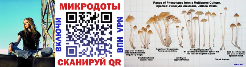 где купить наркоту darknet какой сайт Галлюциногенные грибы Psilocybe Заволжье